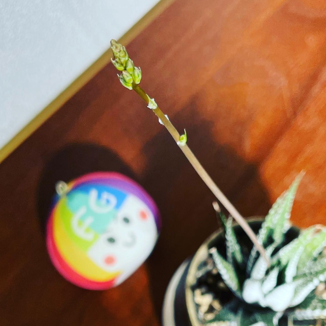 ハオルチア十二の巻 Twitter Search Twitter