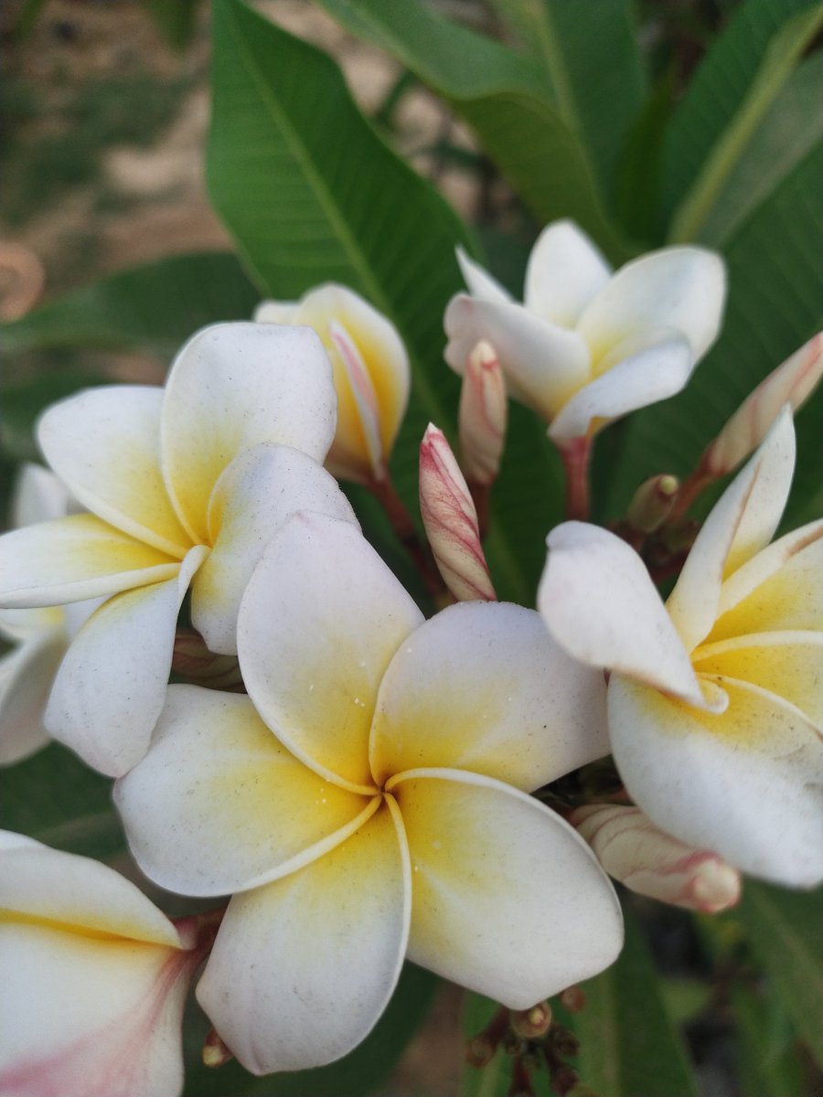 Smruti_Dream's tweet photo. #Plumeria
#Kathachampa
#Tarata
କେତେ କଣ ନାମ ରେ ପ୍ରସିଦ୍ଧ ଏଇ ଫୁଲ ଟି। ଦେଖିବାକୁ ବହୁତ ସୁନ୍ଦର। ଛୋଟ ୧୨ inch ର କୁଣ୍ଡ ରେ ମଧ୍ୟ ରହିପାରେ ଆଉ ମାଟିରେ ଲଗେଇଲେ ବିଶାଳକାୟ ଦ୍ରୁମରେ ବି ପରିବର୍ତ୍ତିତ ହେଇପାରେ । My all time favourite. #NaturePhotography #naturelovers #planttwitter #easyplant https://t.co/dW9RE1AIjp
