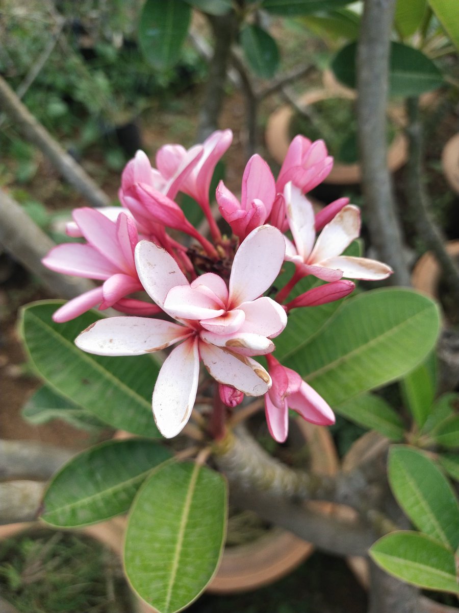Smruti_Dream's tweet photo. #Plumeria
#Kathachampa
#Tarata
କେତେ କଣ ନାମ ରେ ପ୍ରସିଦ୍ଧ ଏଇ ଫୁଲ ଟି। ଦେଖିବାକୁ ବହୁତ ସୁନ୍ଦର। ଛୋଟ ୧୨ inch ର କୁଣ୍ଡ ରେ ମଧ୍ୟ ରହିପାରେ ଆଉ ମାଟିରେ ଲଗେଇଲେ ବିଶାଳକାୟ ଦ୍ରୁମରେ ବି ପରିବର୍ତ୍ତିତ ହେଇପାରେ । My all time favourite. #NaturePhotography #naturelovers #planttwitter #easyplant https://t.co/dW9RE1AIjp