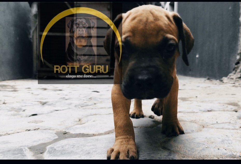 ROTTGURUGLOBAL's tweet photo. https://t.co/VGolLIz4sW
