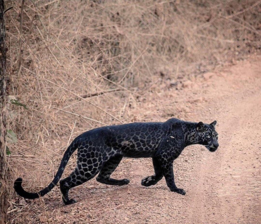 seeing it is international leopard day, black panthers as they are named arent really even panthers. panther usually referring to the big cat often known as a mountain lion/puma/cougar. theyre melanistic jaguars or leopards. whats a difference between jaguars and leopards? size https://t.co/DQQaMSxV9i