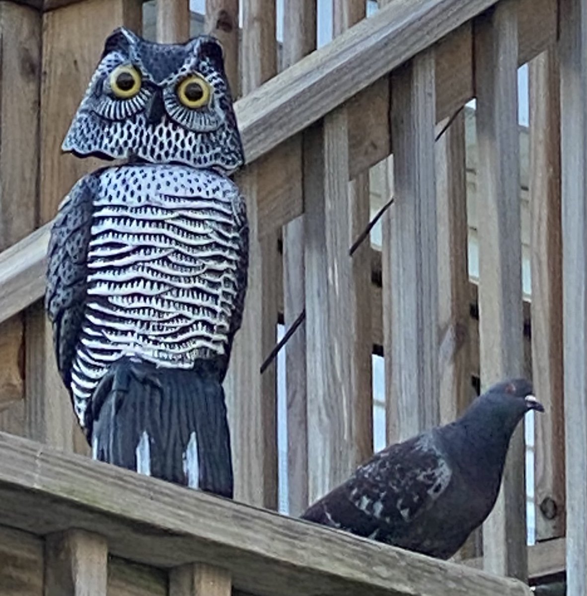 Hoo Hoo thinks pigeons are scared of owl decoys?  🤣