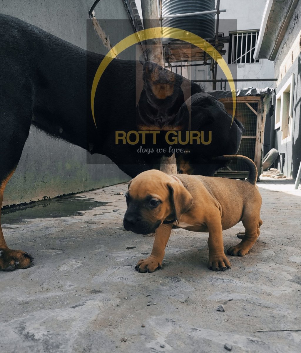 ROTTGURUGLOBAL's tweet photo. https://t.co/dQZsCAWXQd