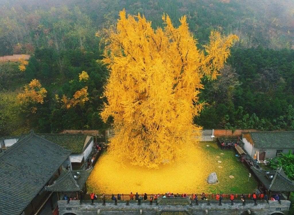 A 1400-year-old Ginkgo tree found within the walls of the Gu Guanyin Buddhist Temple, in the Zhongnan Mountains region of China. Photo by Han Fei