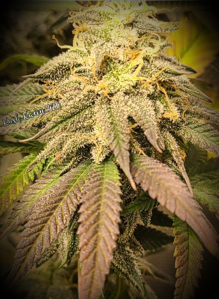 Capt Redbeard's Chocolate Mimosa week 8 is looking tasty! Cant wait to harvest😍
💥code KUSH for 10% off at captainredbeardseeds.com💥
#cannabis #growyourown #womenwhogrow #legalizeIt #simplyprofessionalresults #spiderfarmerofficial