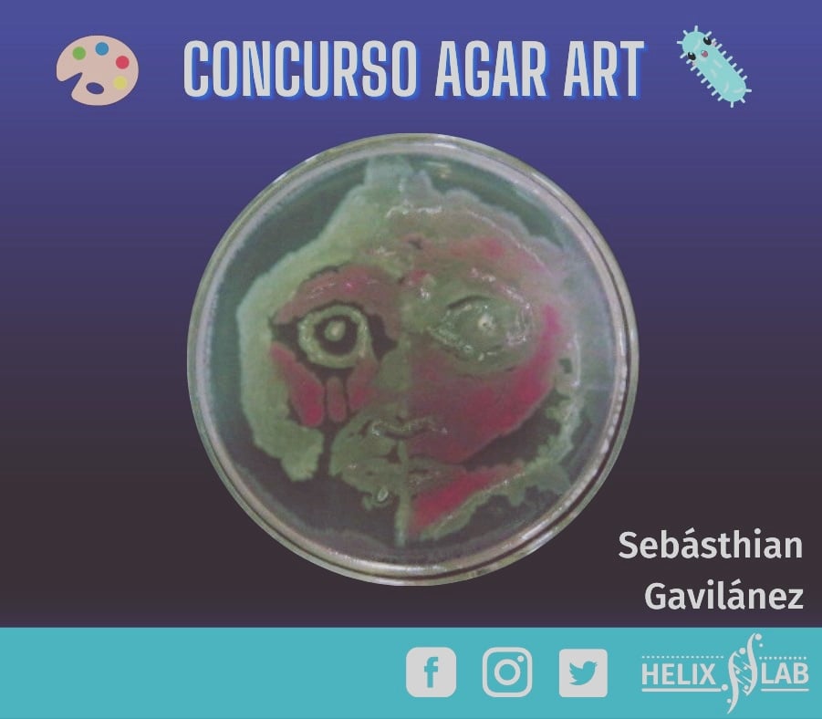 HelixEc's tweet photo. Te invitamos a votar por tu favorito en nuestro Concurso de Agar Art 🥳

Para hacerlo ingresa a nuestras redes sociales (Facebook e Instagram) @helixlabec y dale Like al arte que más te guste! 🧑‍🔬😍

Las votaciones se cierran mañana a media noche! https://t.co/IPW2oouTQh