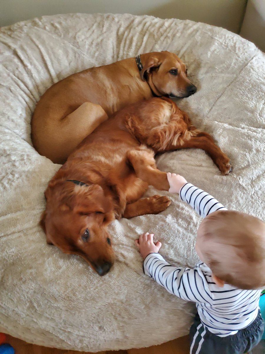 My love sac has turned into a giant dog bed. Get them outta there Wyatt!