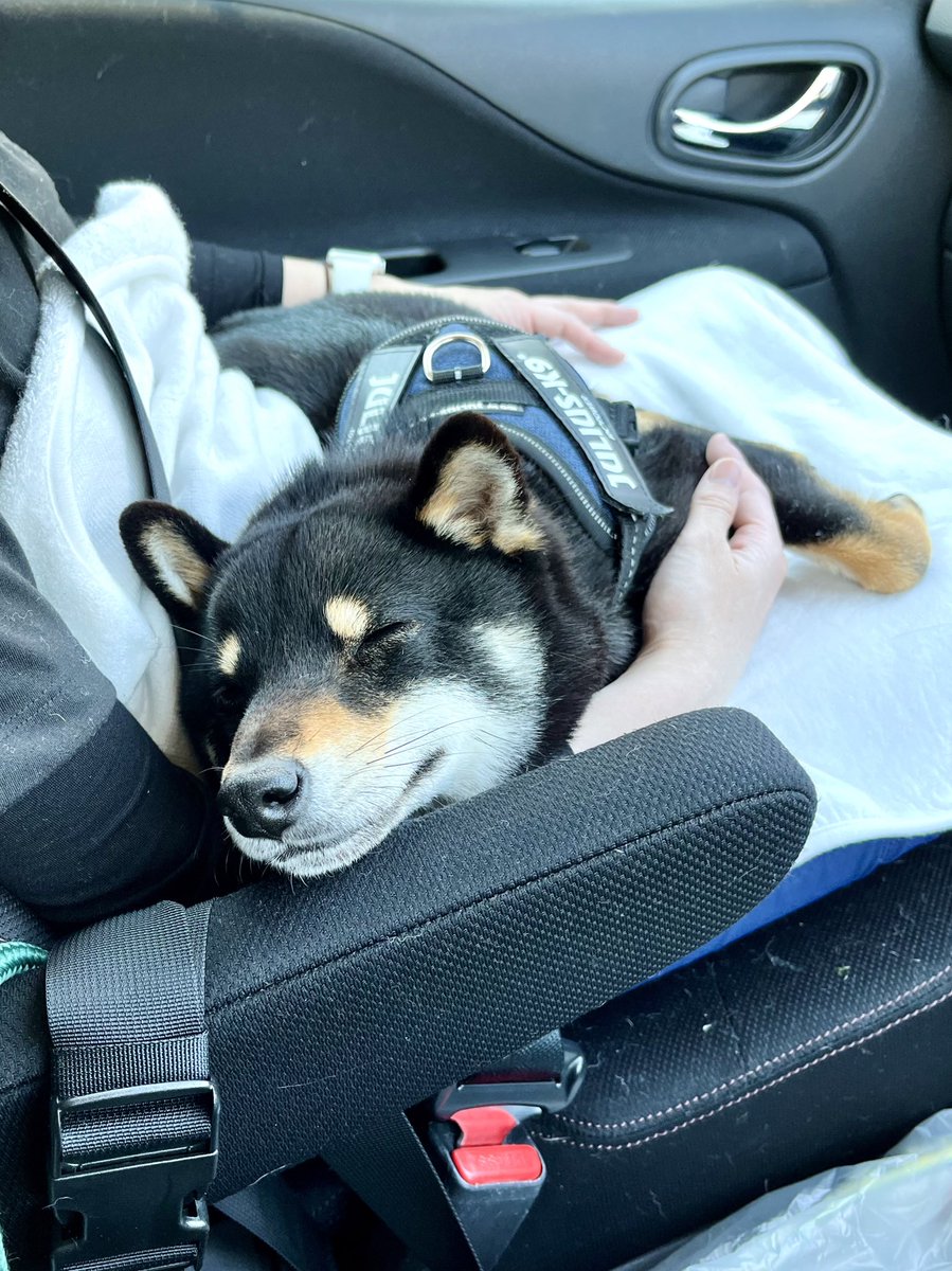 mameshibatora39's tweet photo. GW車でお出かけ
着いたら起こして🐶
#爆睡
#柴犬
#豆柴
#まめしば
#Shiba https://t.co/83abiJ6KoS