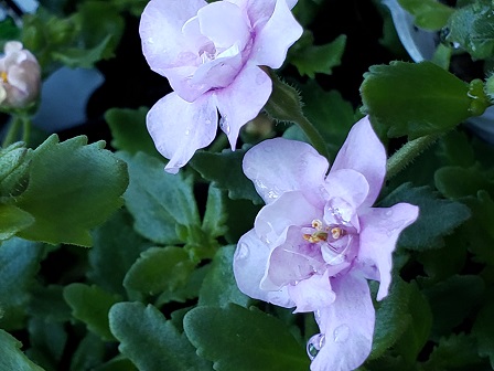 バコパ Twitter Search Twitter