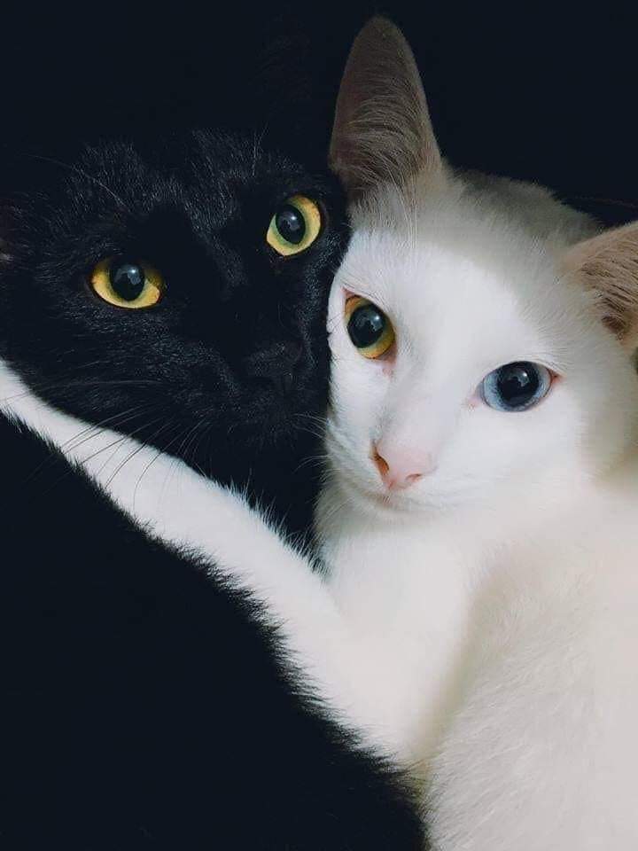 Jhezy0's tweet photo. Perfection 😻😻😻 https://t.co/Qrt5Mz35fl