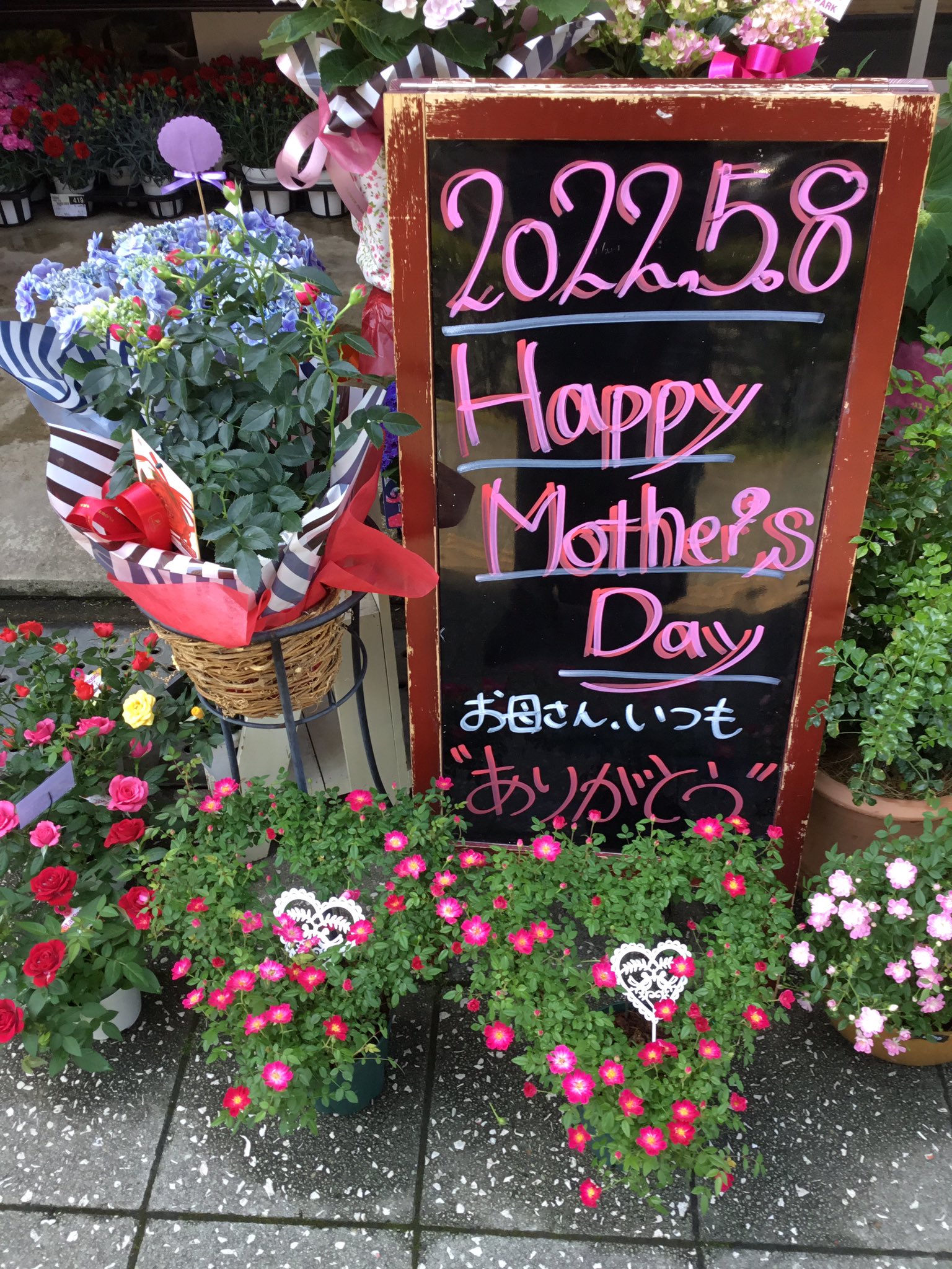 フラワーパーク花北店 是非 母の日に素敵なお花をプレゼントしませんか 皆様のご来店お待ちしております 母の日 母の日プレゼント 母の日ギフト 花屋 姫路 花北 野里 野里駅 ヴィーナスタウン花北 T Co Ex2bsopvk2 Twitter