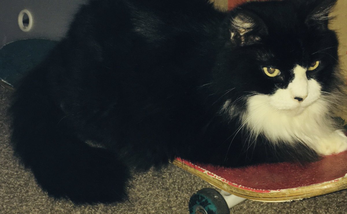 Catsby🔆 tweet media