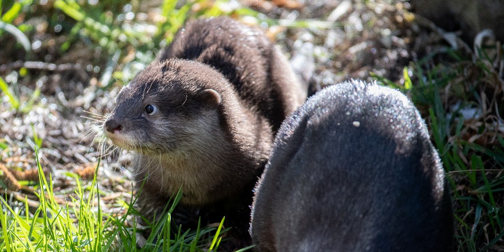 You otter GiveBIG! When you donate, you are helping to protect wild Asian small-clawed otters and the delicate forested wetland ecosystems which supports them. Give May 3-4 at wagives.org/organization/w… 
#GiveBIG #GiveBIGWA #Seattle #woodlandparkzoo