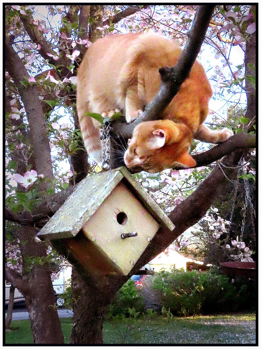 bilbowden's tweet image. Quick note-- No house wrens were injured--or seen-- in making this photograph. In fact, the wren would probably have scared the daylights out of Copper. @YorkCountyPa #CatsofTwittter