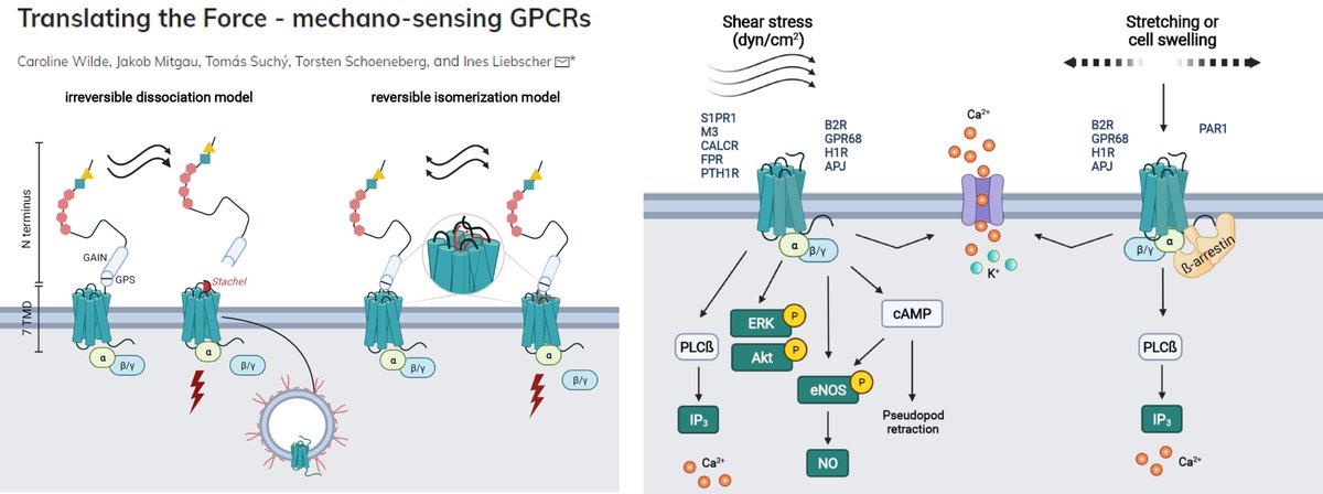 Translating the Force - mechano-sensing GPCRs

A rich collection👇
AT1R
PAR1
S1PR1
M3R
FPR
PTH1R
B2R
GPR68
H1R
APJ
+Adhesion GPCRs

🤠Crosstalks with mechanosensitive ion channels

Dr. Ines Liebscher lab <a href="/AJPCellPhys/">AJP-Cell Physiology</a> 2022 @Caroline_Wilde2 @LiebscherLab
journals.physiology.org/doi/abs/10.115…