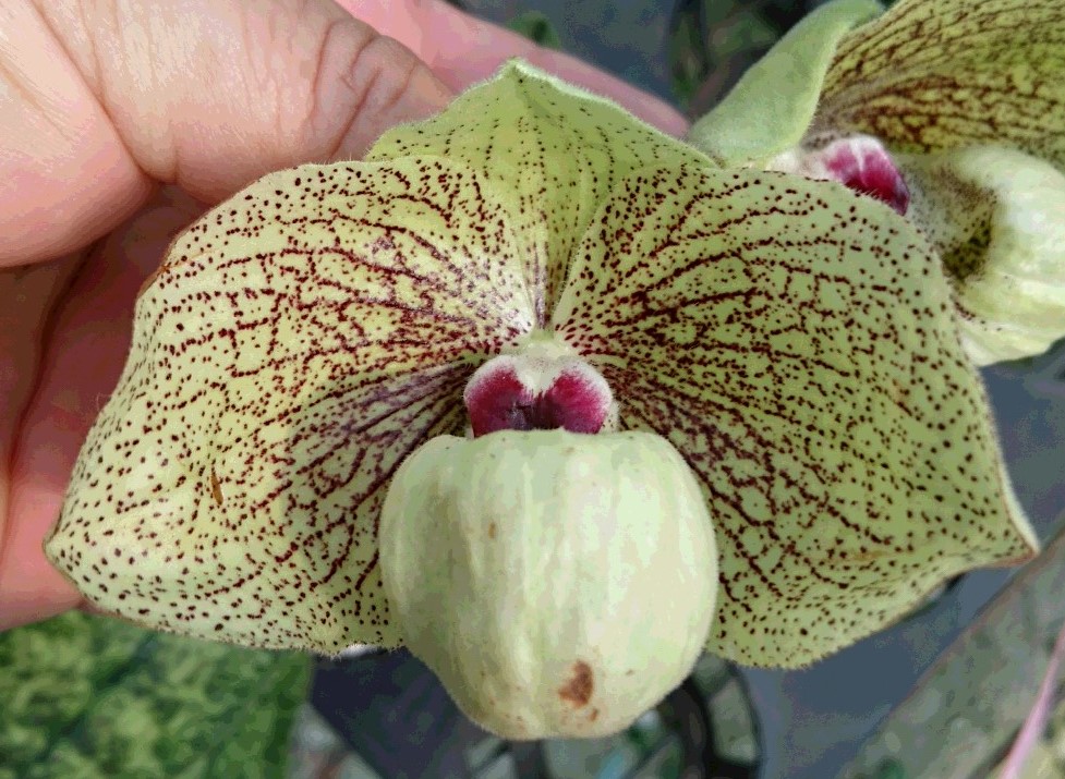 北軽ガーデン】洋蘭＊パフィオフラスコ＊Paph. wenshanense ×sib. ＊洋