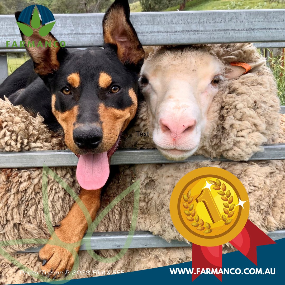 WE HAVE A WINNER!  🏆 
Congratulations Patsy Trevor for winning our photo competition with 'Flint &amp; BFF'
We can't wait to see her photo on one of our publications 🤩 
 #Farmanco #Pestbook #FarmancoFacts #AustralianAg