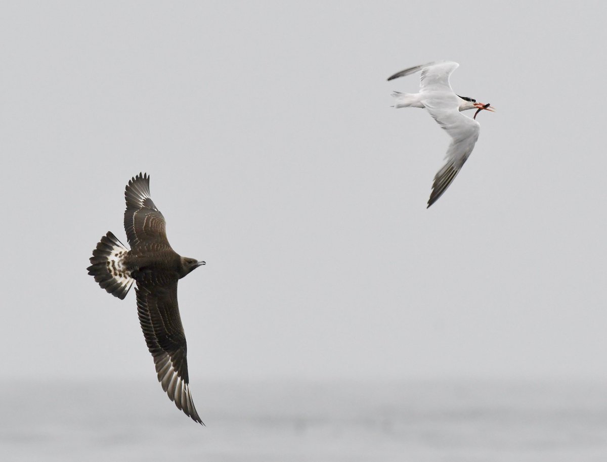 AdamDClovermist's tweet photo. Incredible boat trip to the Channel Islands for our @naturetrektours guests in South California. Close Minke Whales, Common Dolphins, and lots of seabirds including Scripps’s Murrelet, Rhinocerous Auklet, Pink-footed Shearwater, 3 Skua sp, and loads more. Great start to the tour! https://t.co/aiybYFblQ1