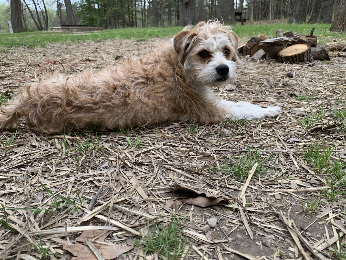 EGennerman's tweet photo. Sometimes I look to my 7 month old rescue dog to show me the way. This is an example of Live in THIS moment. He doesn’t consider anything else. https://t.co/d6F8jV6Kd2