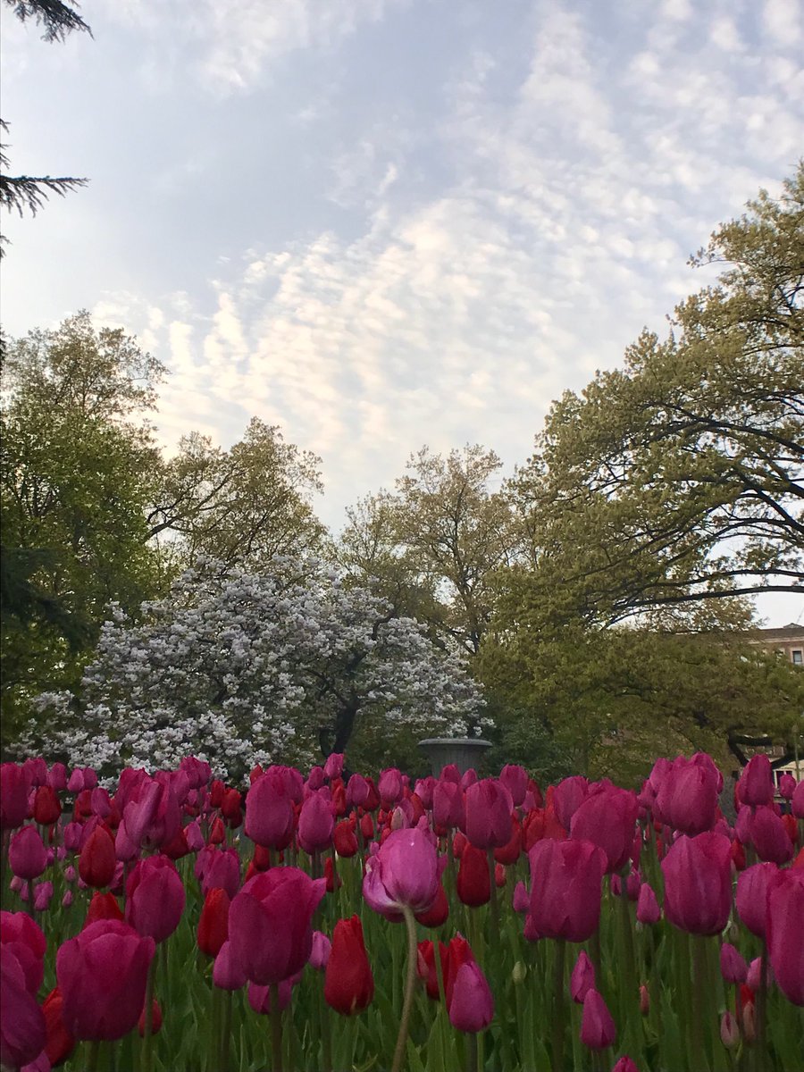 ⁦@SamChampion⁩ we finally got the blue skies you promised today so this is for you! #tulips #spring #flowers #photography #brooklynbotanicgarden