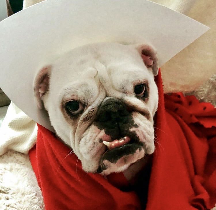 AJenZ's tweet photo. I couldn’t think of a more appropriate day for Pearl Ann to belligerently march around in her handmaid’s robe. 

Don’t let the bastards grind you down. 

Don’t mistake a woman’s meekness for weakness.

Better off for someone doesn’t mean better off for everyone.  #RoeVsWade https://t.co/B3J1N34w3V