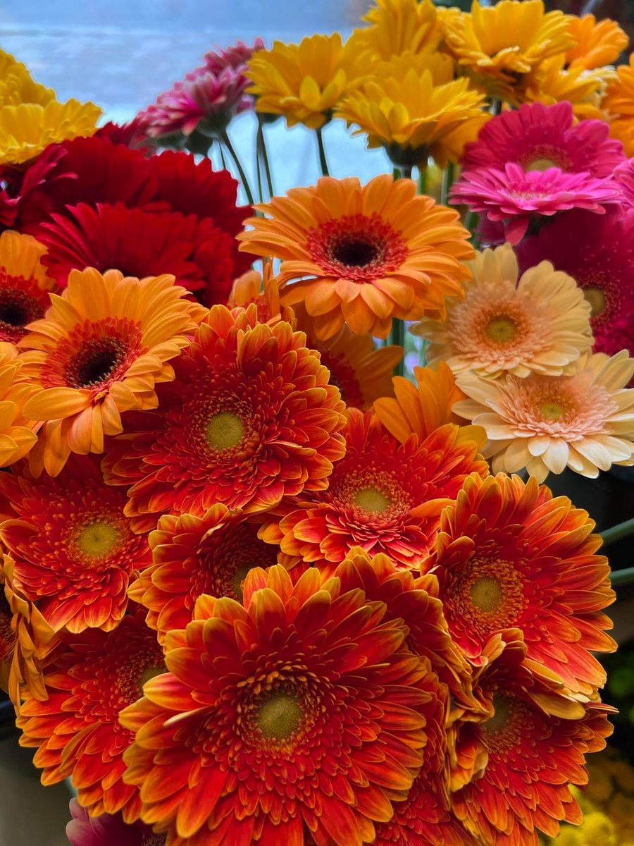 NeillsFlowers's tweet photo. We have beautiful   
fresh cut flowers to celebrate Graduation and Mothers Day. Flowers in vases are guaranteed to put smiles on faces. #WSUGRADUATION #MothersDay https://t.co/LsasuHcaE0