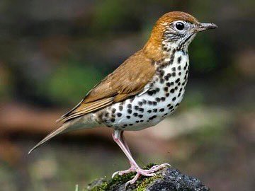 tweettweetshae's tweet photo. BOTW:
Wood Thrush gives a scaled down version of a American Robin just with longer legs. Has this color pattern of a warm reddish brown above and white with very clear to see brown/black spots. You would usually see them hoping around looking for food. #birds https://t.co/U96aBimaXT