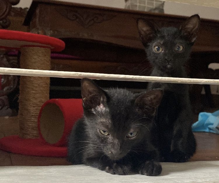 black cats are not bad luck 🐈‍⬛🐈‍⬛