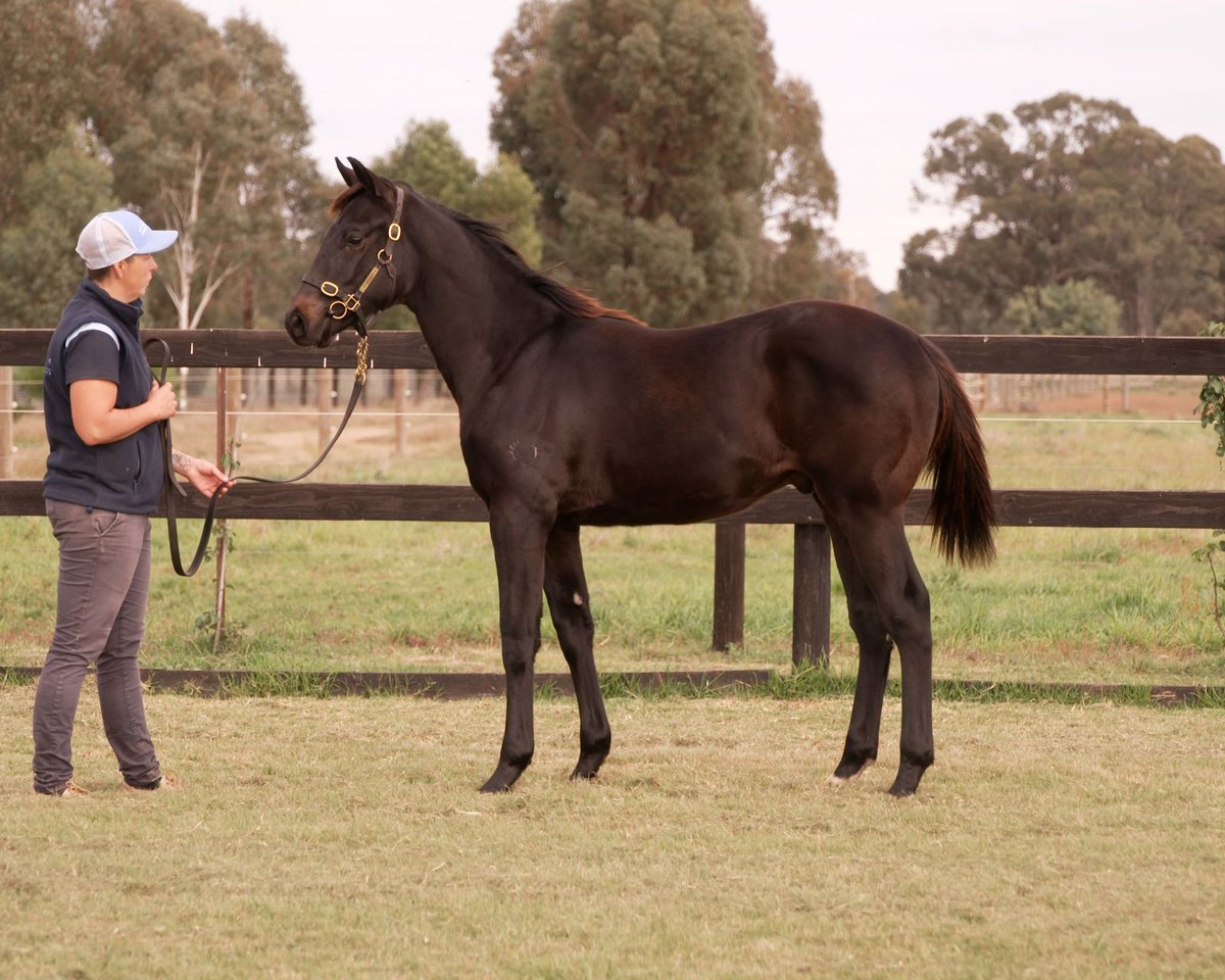 anz_news's tweet photo. Lot 102, by @DarleyAus Street Boss out of a half-sister to (Golden) Pistols and Keep The Faith, goes for $130,000. The @realryanarnel-offered colt goes to @JoryBloodstock @inglis_sales https://t.co/SJnLBQ0onY