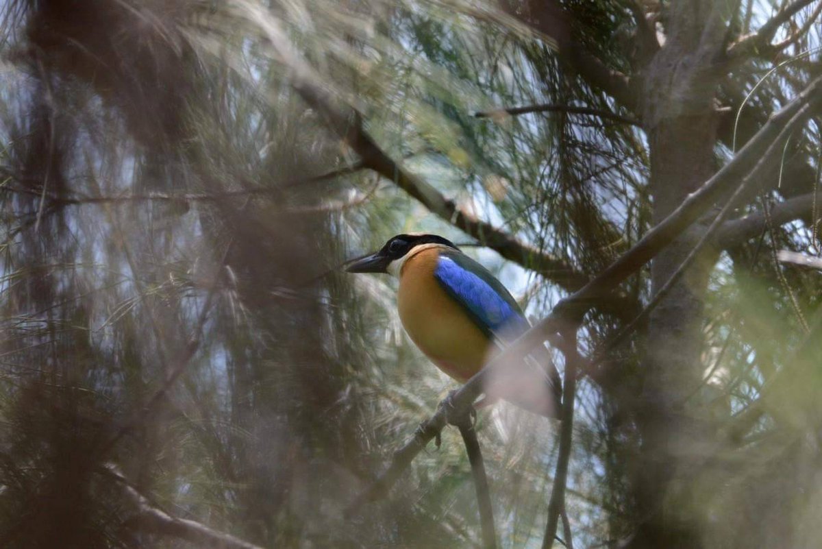 taiwanbirdguide's tweet photo. The good old days in 2013
#BlueWingedPitta https://t.co/3FZzQJhW9d