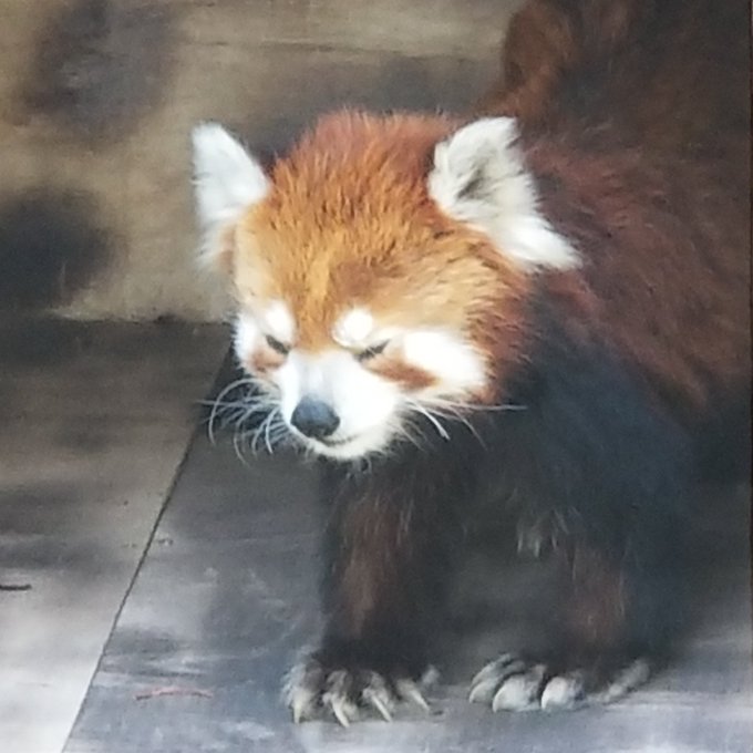 レッサーパンダのtwitterイラスト検索結果 レッサーパンダのtwitterイラスト検索結果