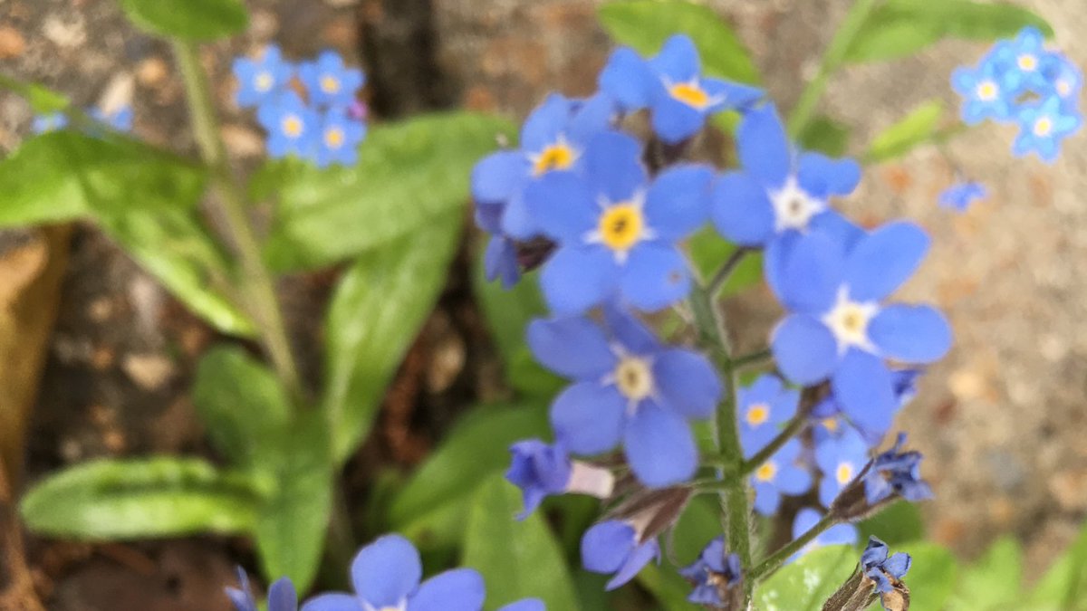 Are you supporting #DementiaActionWeek in #HaywardsHeath? 
Let us know so we can help share your events/activities. There are some great things planned. Look out for further details
#daw22 #daw <a href="/DementiaWest/">Dementia Friendly West Sussex</a> @AUKWS @nhs_scft @WestSussexCCG #dementia #carerssupport <a href="/CarersWSussex/">Carers Support</a>