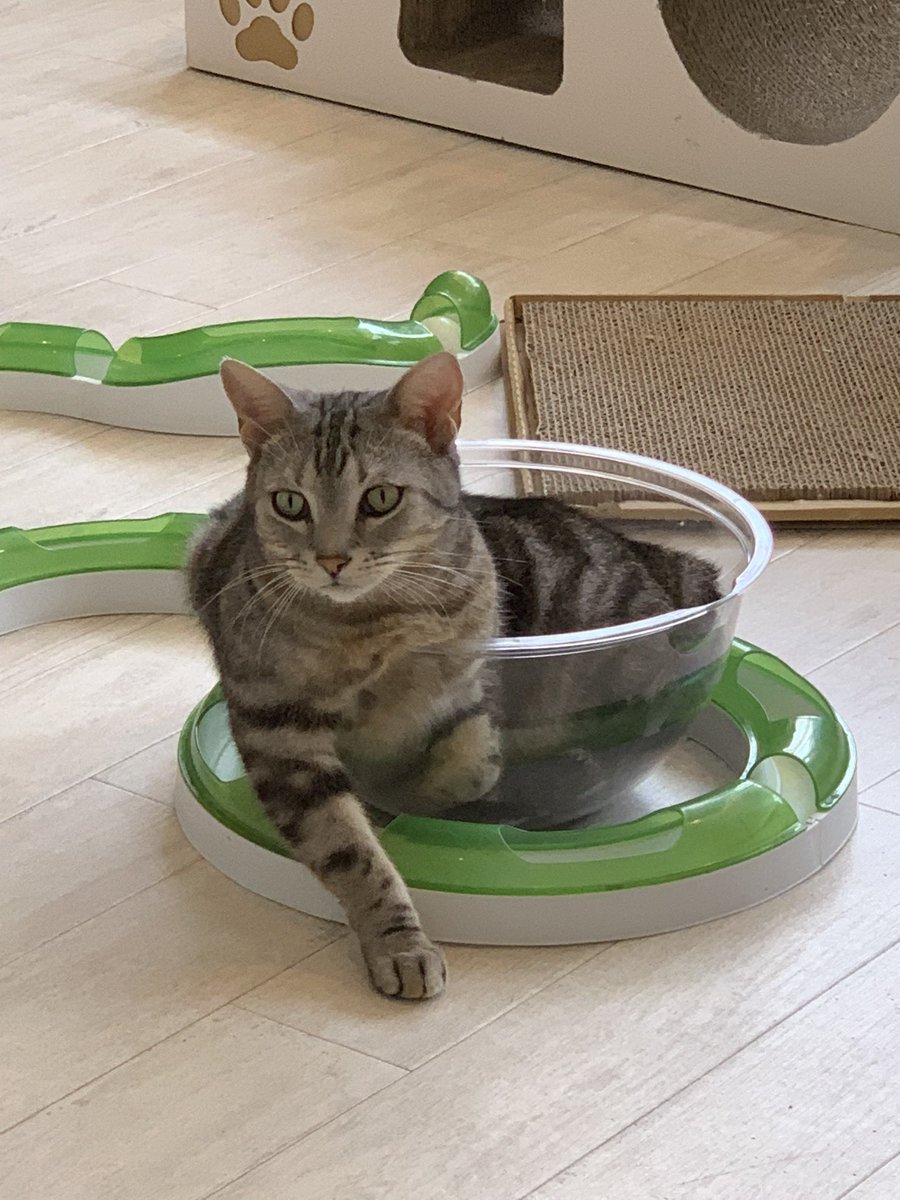 inari_neco's tweet photo. とても「乗ってく?」
#関西猫カフェめぐり
#猫カフェラグドール
#CATisGOD https://t.co/jlHHbV9jWt