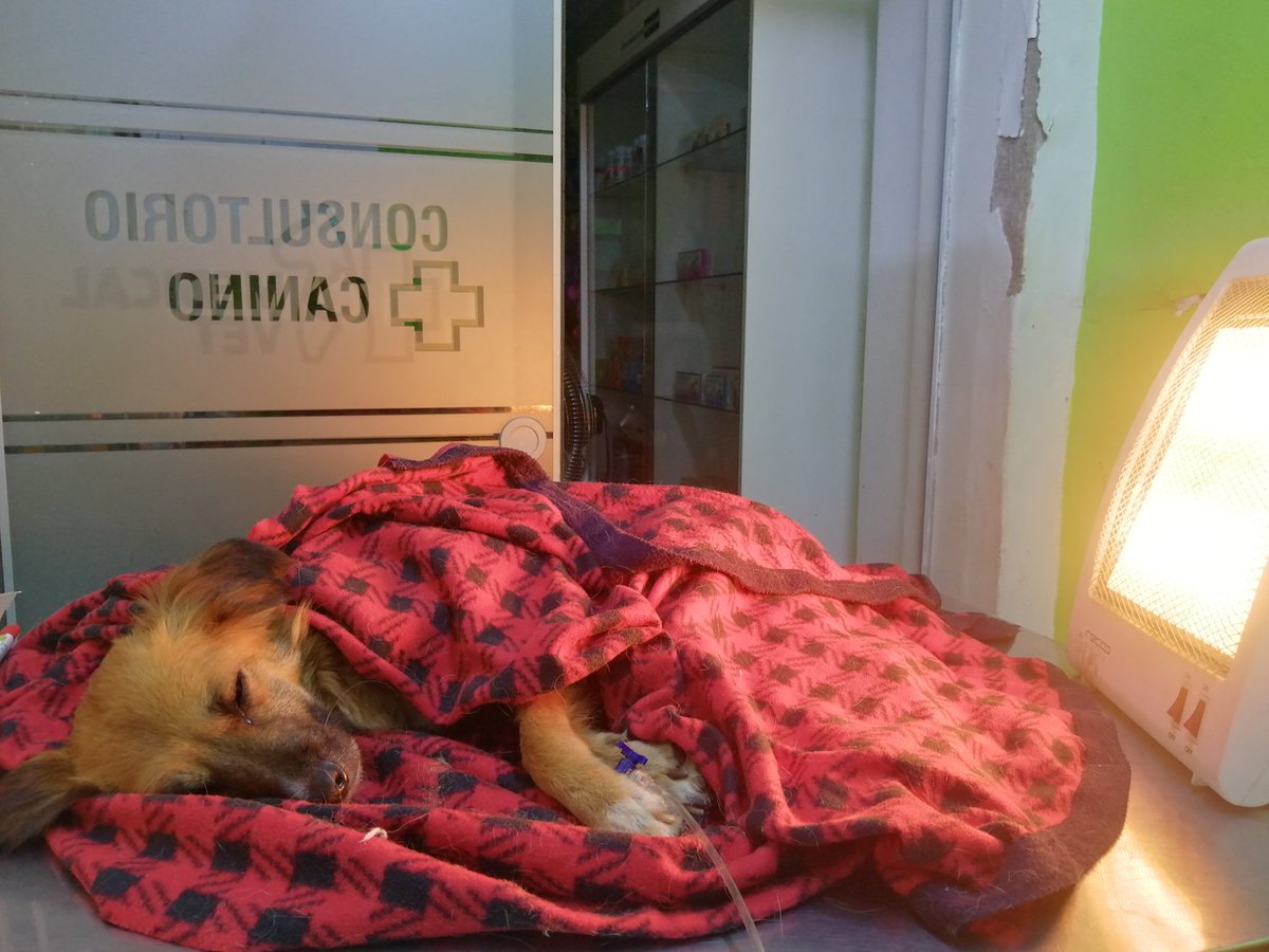 _arlettesalazar's tweet photo. #URGENTE Firulais Recayó! estoy desolada💔😭 la INSUFICIENCIA RENAL que padece ha llevado a una descompensación, estoy con él en la vet. Sin embargo lo derivarán para una 24 horas donde puedan ayudarlo ya que su caso crítico. Porfavor les pido no lo dejen solo 😭🙏🏼 RT #Ayuda https://t.co/0Q1eGUtoUt