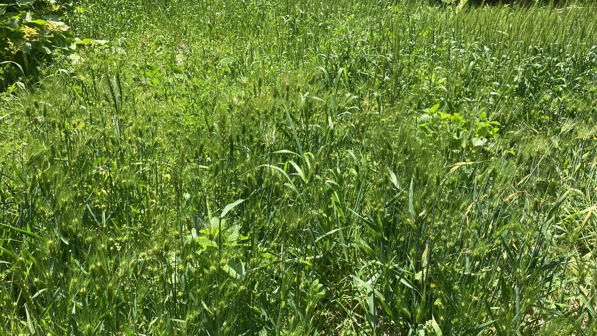 Jinendo_Farmer's tweet photo. #みどりの日 💚
#OneStrawRevolution🌾
#蒔かぬタネは生えぬ
#Nothing_comes_of_nothing
#じねん道のタネ🧺
毎日を緑の暮らしに
#地球市民皆農👨‍🌾‍
みんな一粒百姓にな~れ
#グリーンピック・緑の道
種を蒔き、地球をキャンバスに『#緑の地上絵（#GreenGeoglyghs）』を描こう！
https://t.co/mrCq0Gkv5Z https://t.co/TdPNTxeY5v