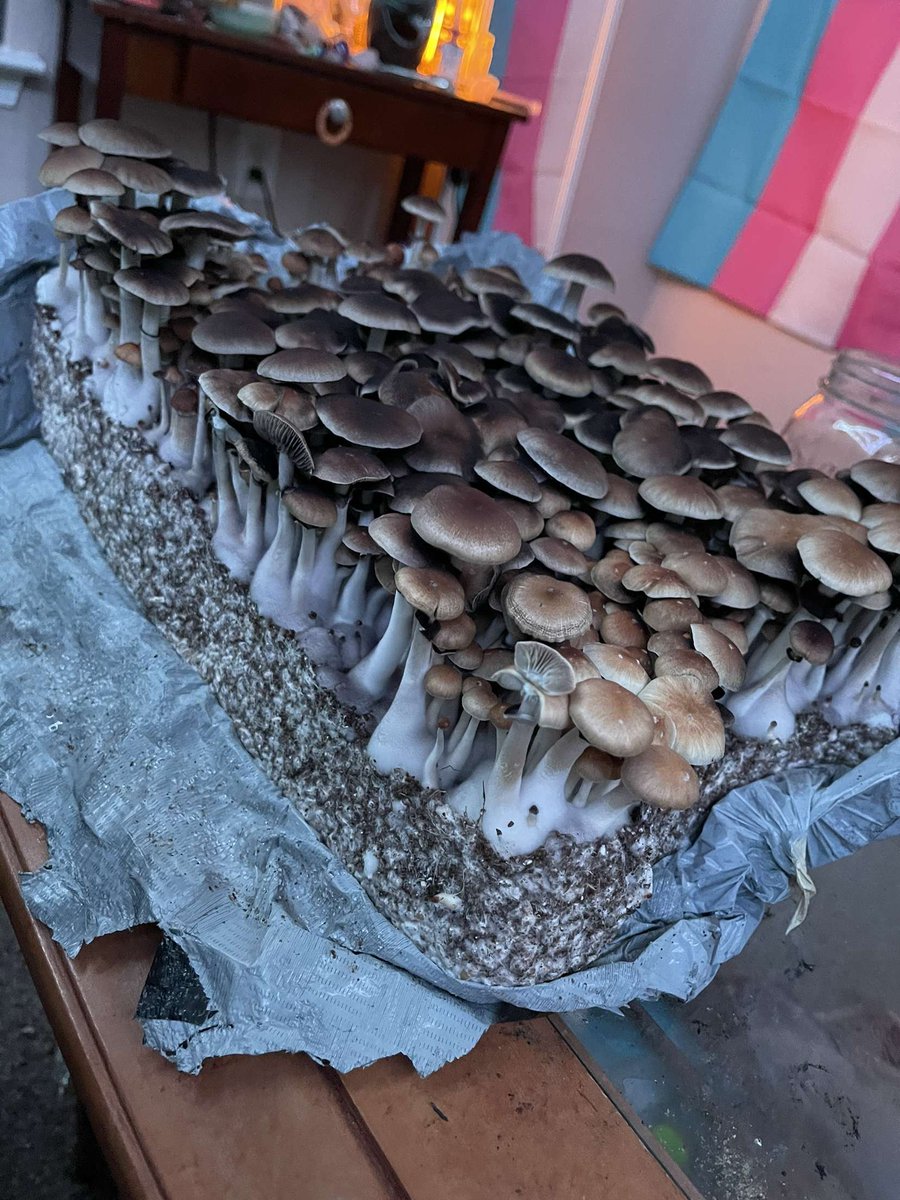 PsychedAtx's tweet photo. Fresh #shroom forest anyone?😍🍄 ⛽🌿 #austinplug #austinshrooms #shrooms #psychedelics https://t.co/qC7d0zDmmN