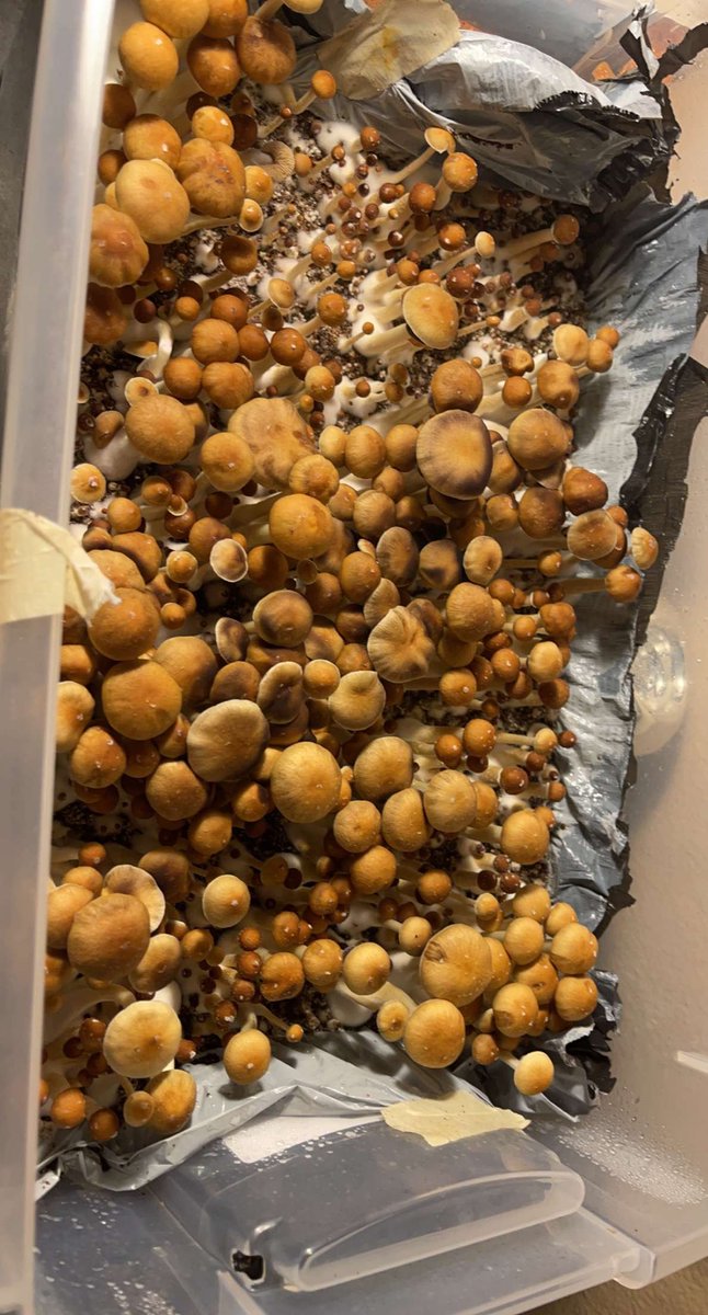 PsychedAtx's tweet photo. Fresh #shroom forest anyone?😍🍄 ⛽🌿 #austinplug #austinshrooms #shrooms #psychedelics https://t.co/qC7d0zDmmN