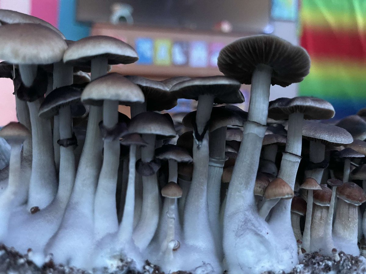 PsychedAtx's tweet photo. Fresh #shroom forest anyone?😍🍄 ⛽🌿 #austinplug #austinshrooms #shrooms #psychedelics https://t.co/qC7d0zDmmN