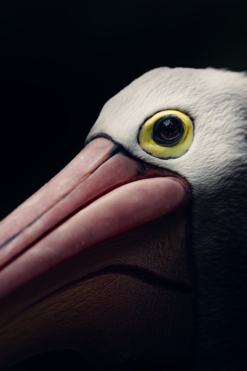 Jed Dobre tweet media