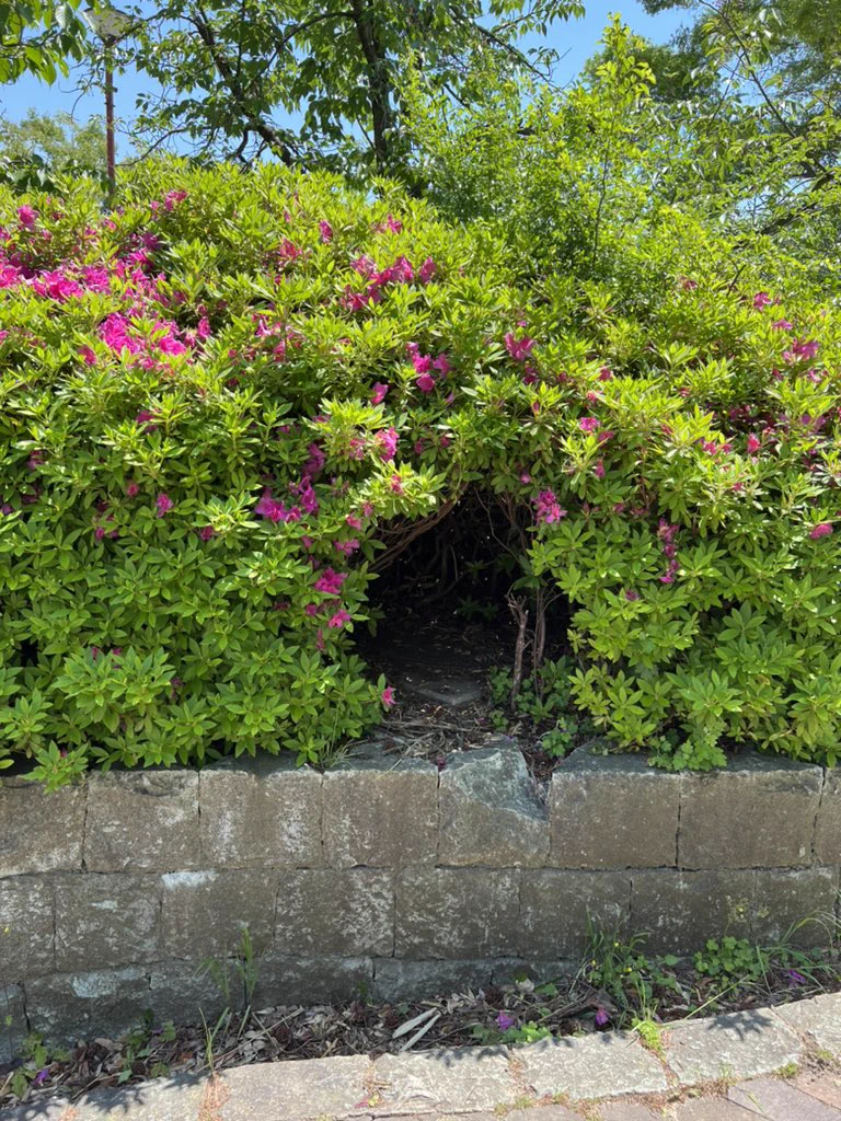 ほんとにトトロいたんだもん！？植物で出来た自然のトンネル。