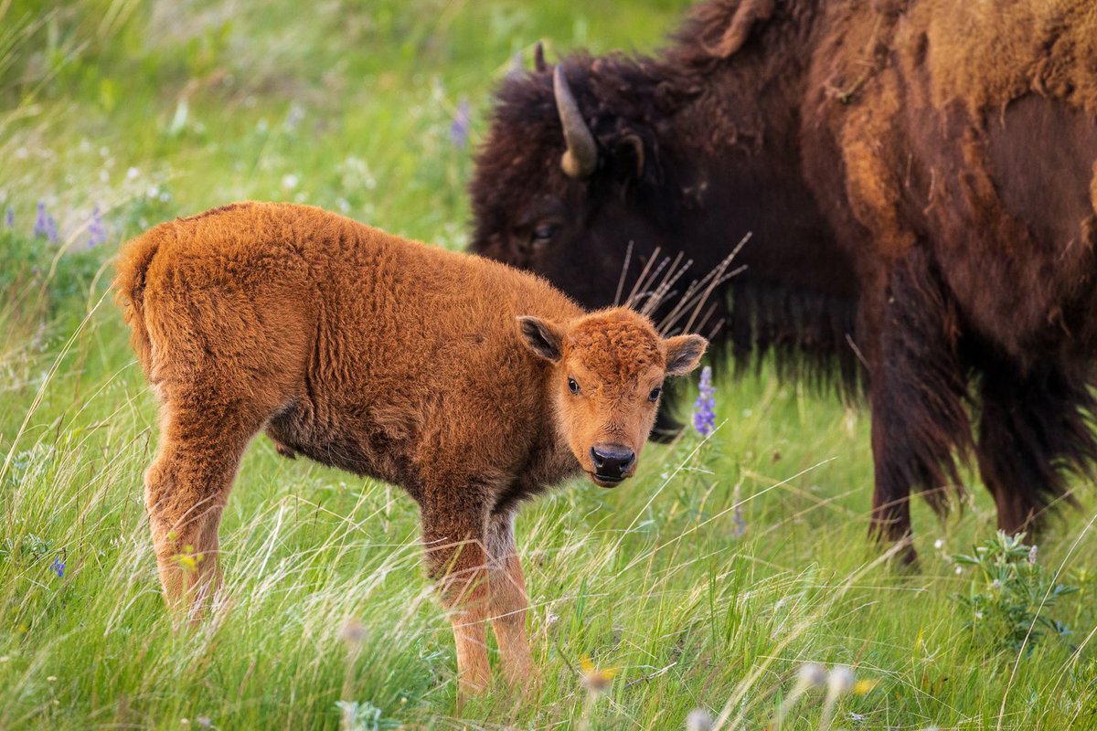 MontanaImgs's tweet photo. The red dogs are out and about….
#montanagram #Montana #nationalbisonrange #reddogs #bison #wildlifephotography #bigskycountry #lastbestplace #montanaphotography https://t.co/e7kxuRESUu