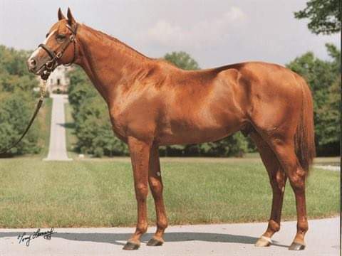 HORSERACING1002's tweet photo. SKY CLASSIC (NIJINSKY II)
#SkyClassic a multiple G1 stakes winner. 1989 champion 2 year old colt in Canada. 1991 champion older horse and grass horse. 1992 Champion older horse. Sired 65 sw. stood at Pin Oak Stud. https://t.co/VA3Io70rkc