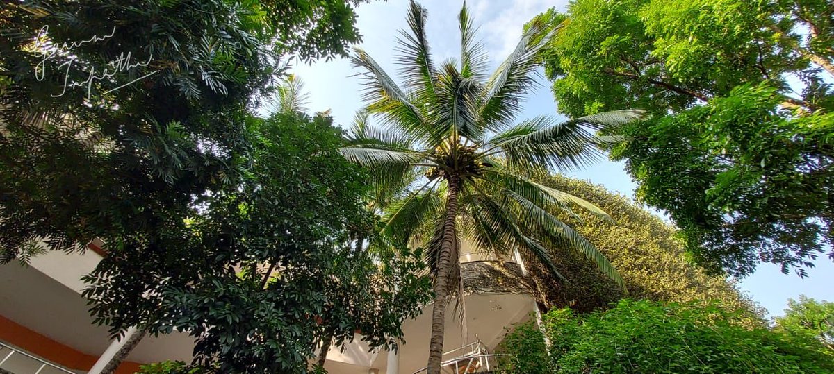 gauravmibm's tweet image. It is the different trees that come together side by side in unison and make it a beauty... It is sheer best example of #teamwork 
.
.
.
.
.
#walktooffice 
#natureateacher 
#leadershipmatters 
#teamworkmakesthedreamwork 
#infybangalore 
#backtooffice