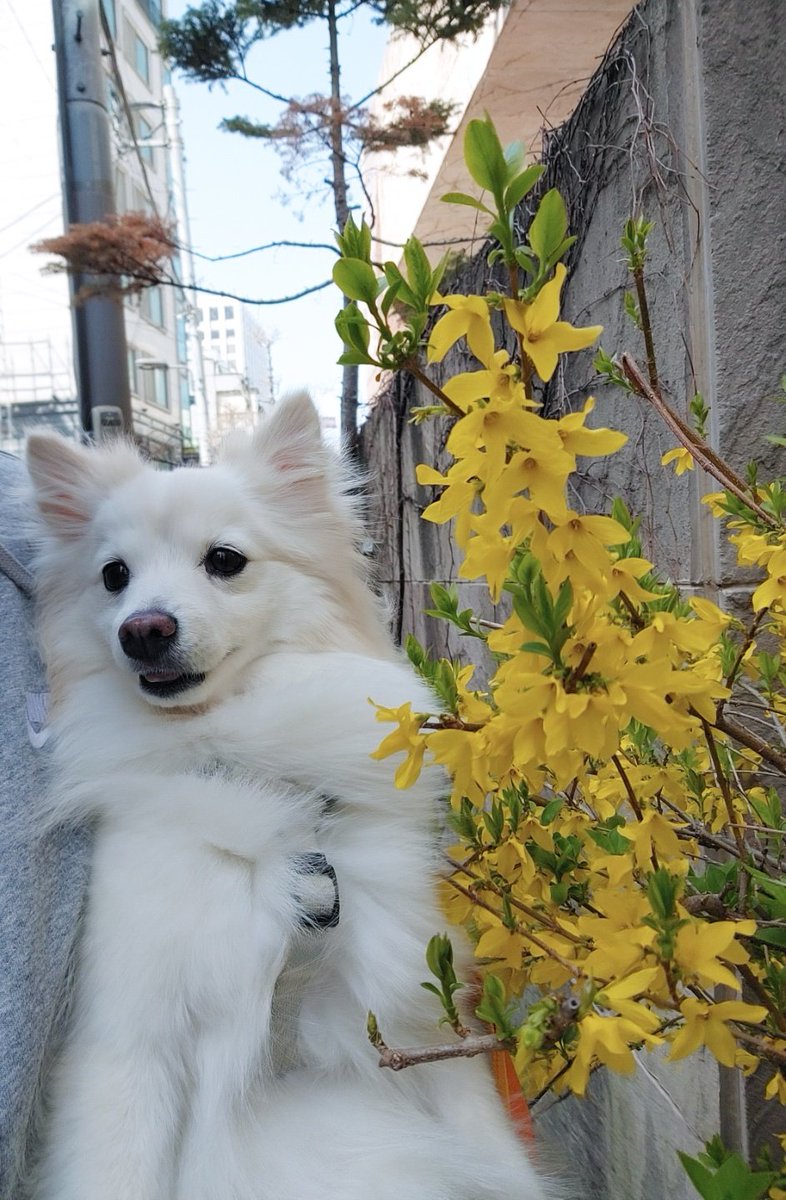 gommisa's tweet photo. 탐라에 꽃개 심고 갑니다💚 https://t.co/7AJIxmZsc7