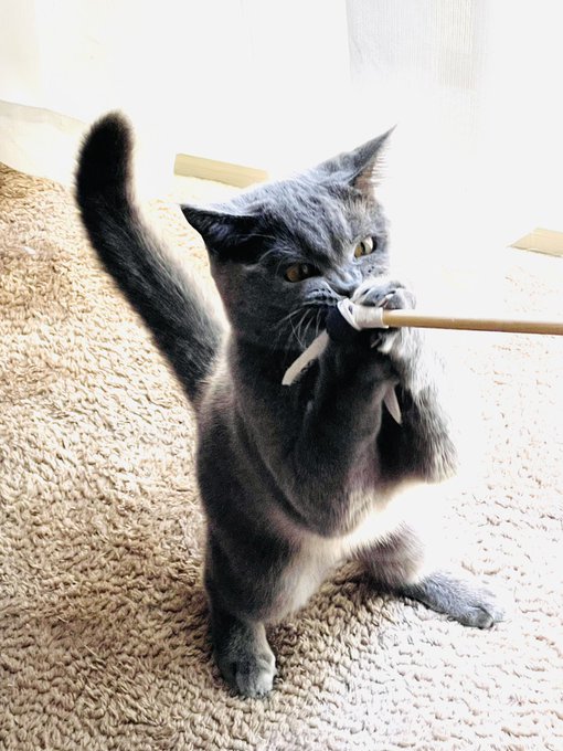 ãããéªæªãªé¡ãæ®ããw