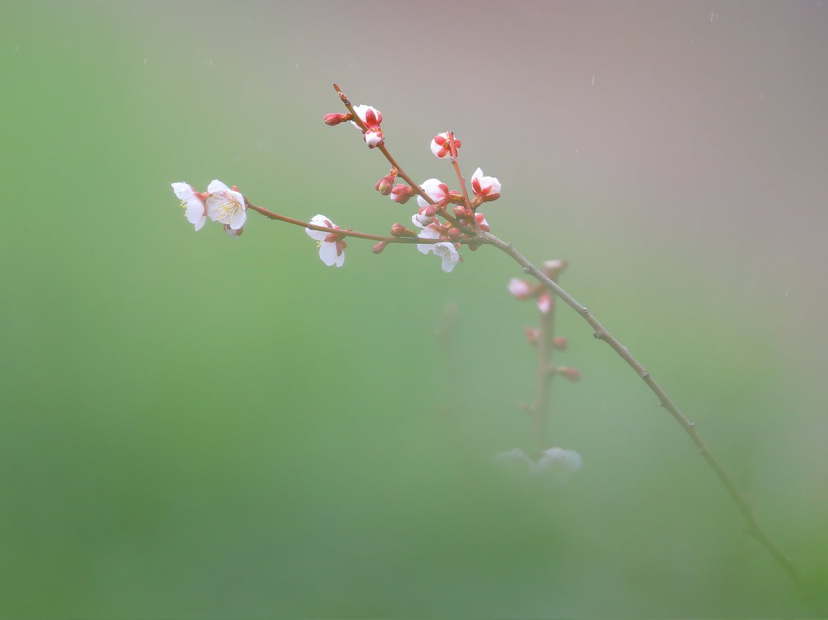 梅！

北海道の梅は本州と比べると
何ヶ月遅れなのかな？

因みに北海道では、梅と桜は
同時期に一気に咲きます。

#梅 #ボケフォトファン #花 
#北海道 #壮瞥梅林公園