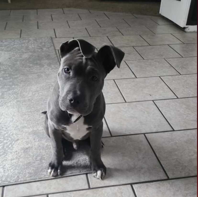Atjavon's tweet photo. How is everybody. My brothers dog jumped out of the porch window and hurt himself and the surgery cost 4-6 thousand. He’s young and I’m trying whatever I can. Anything helps so please repost and share thank you🙏❤️ 
https://t.co/Y9AytbWUCh #GoFundMe https://t.co/B4RL0ObRM3
