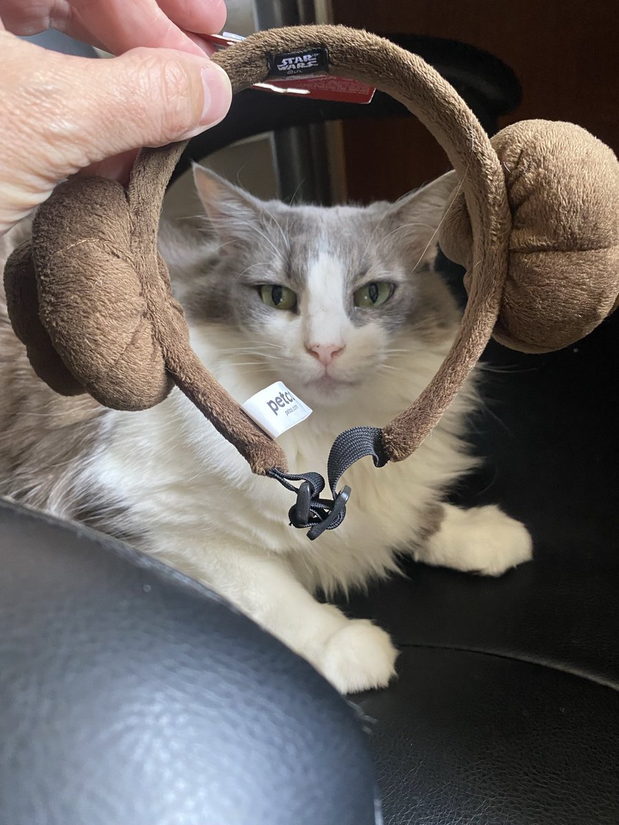 FirstFeline's tweet photo. Princess Olivia says — #MayThe4thBeWithYou! https://t.co/vehHZzbSuG