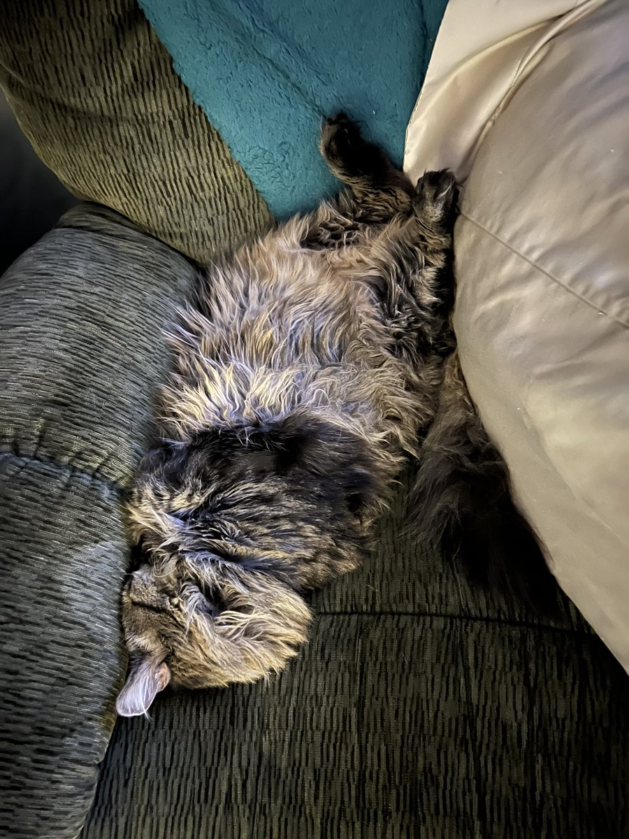 CooperSitting's tweet photo. #cooperlayingdown #TabbyTroop #TabbyTuesday #CatsofTwittter #cats #cat #tabbycat #rescuecat https://t.co/wOAro40O2J