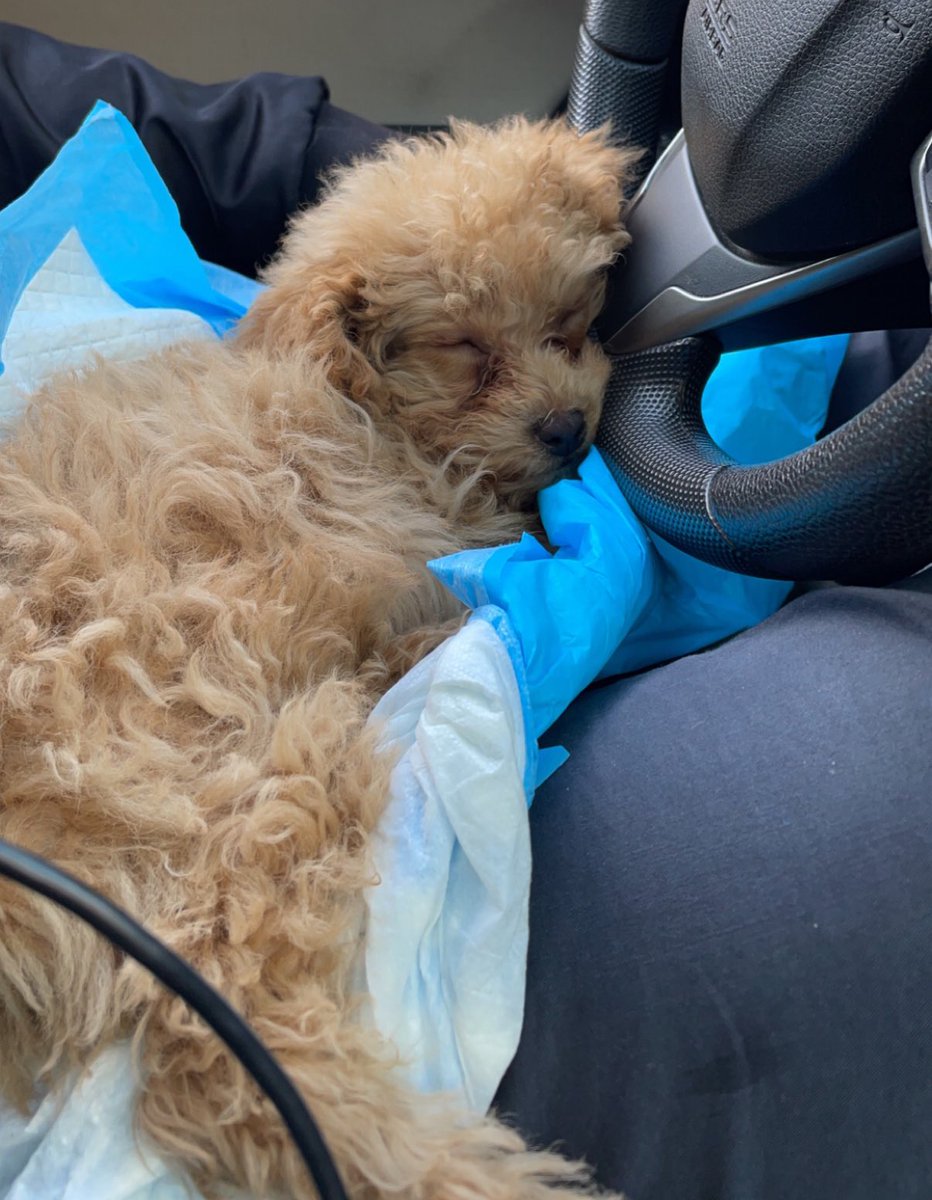 xiaolongDAO tweet media